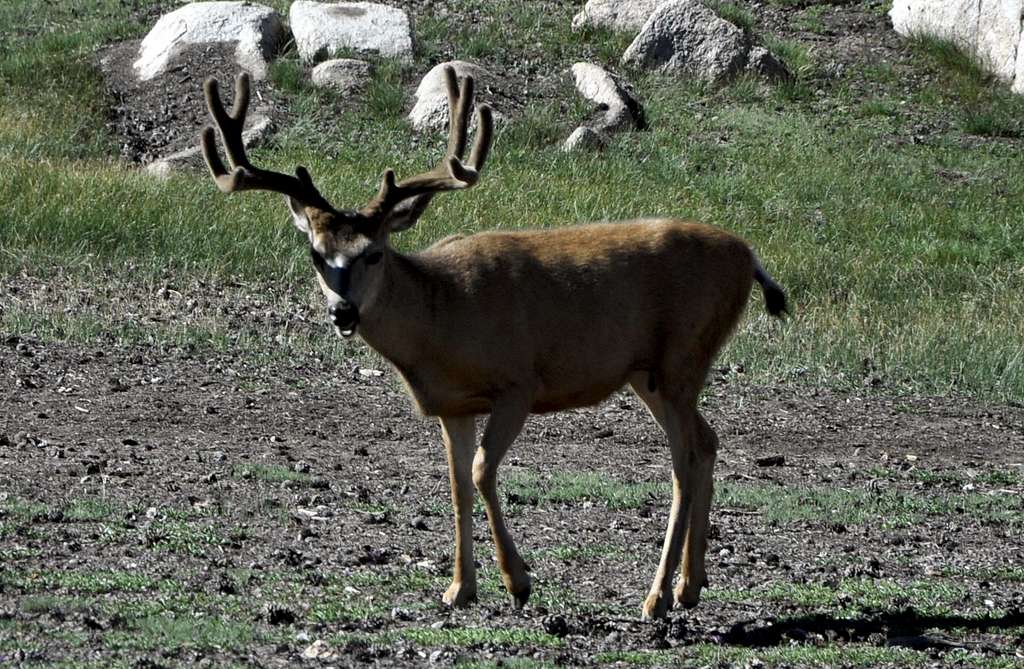 Mule deer on the John Muir Trail