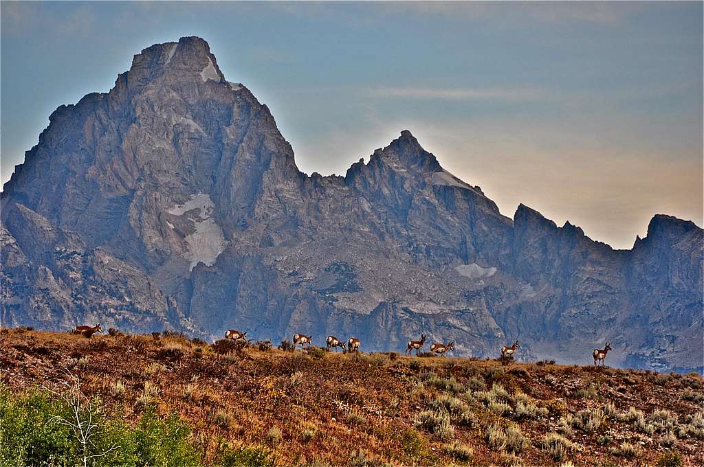 Herd of Pronghorns and the Tetons