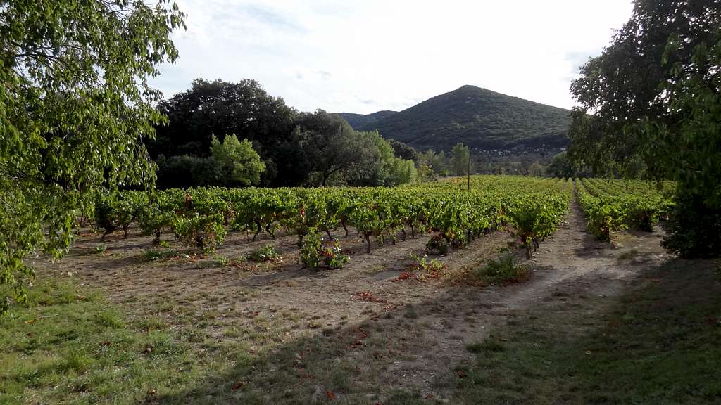 Wineyards in the Saint Loup area