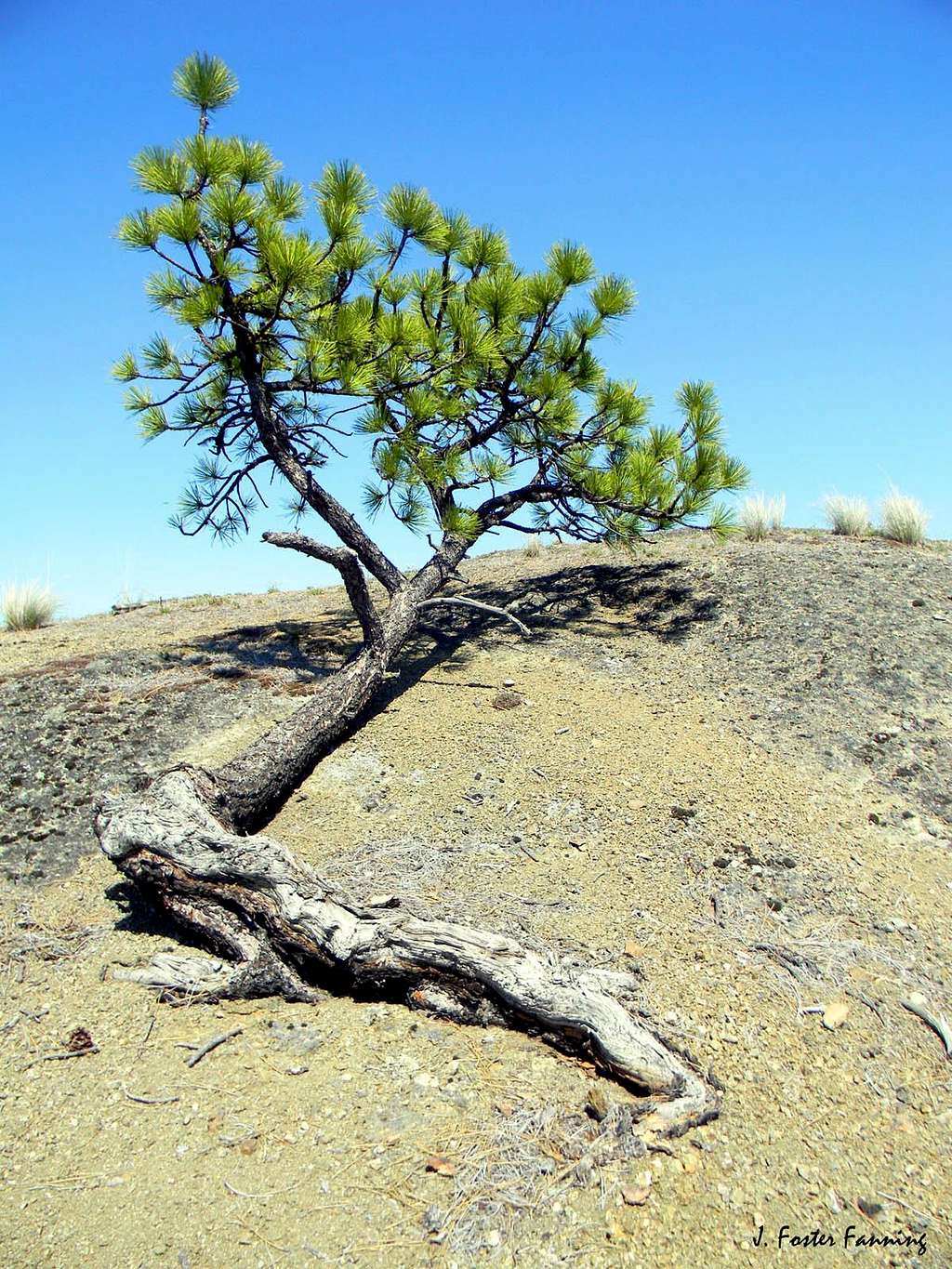 Natural Bonzi Pine