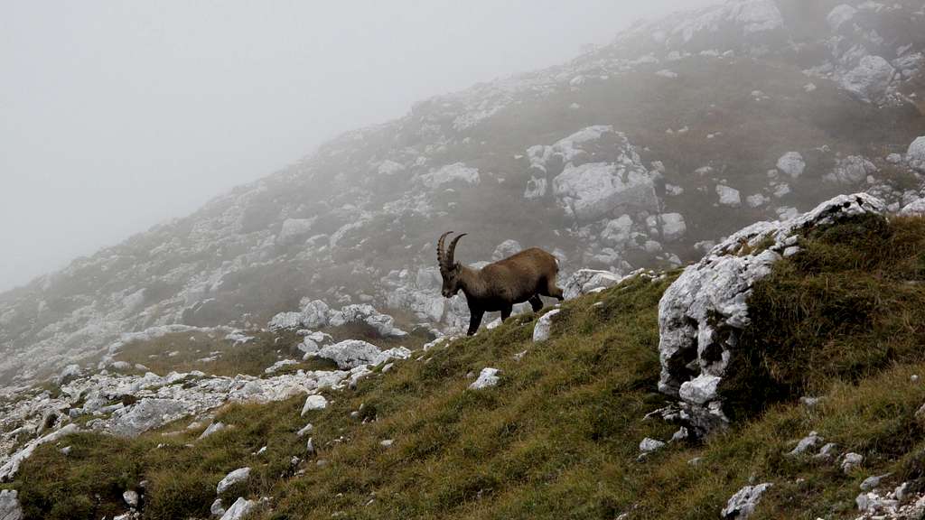 Ibex in the Clouds