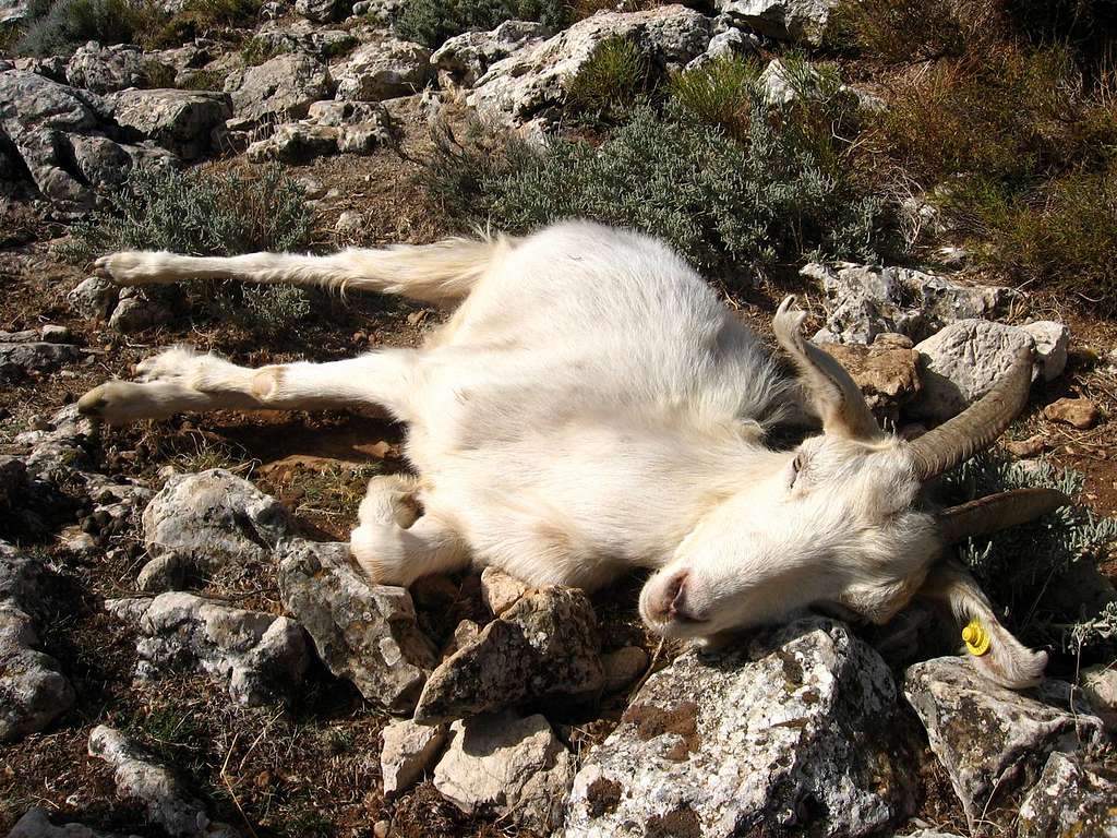 A pregnant goat