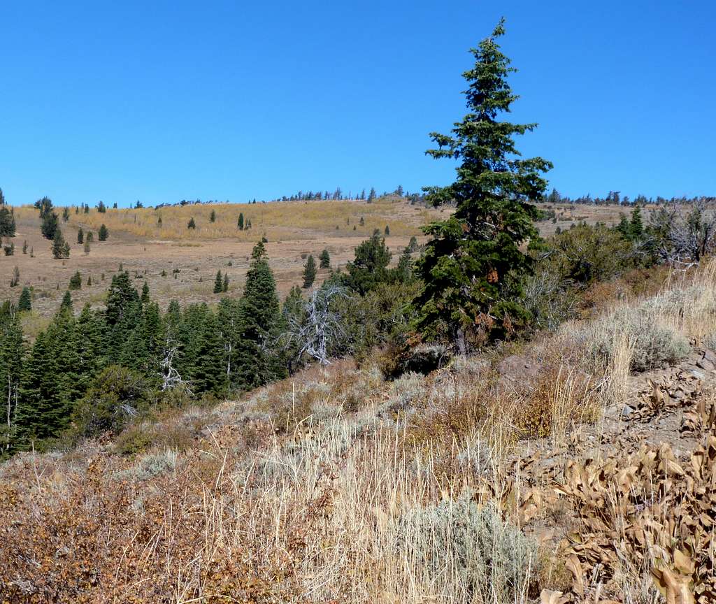 View towards the meadow-like summit plateau of Babbitt Peak.