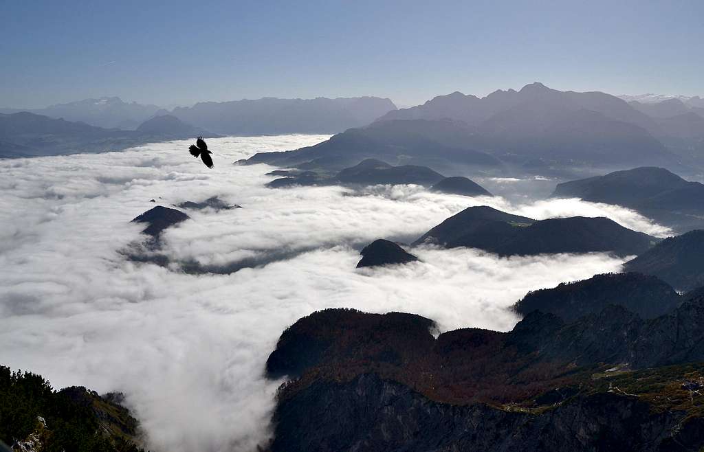 An alpine chough (Alpendohle) flying over the clouds