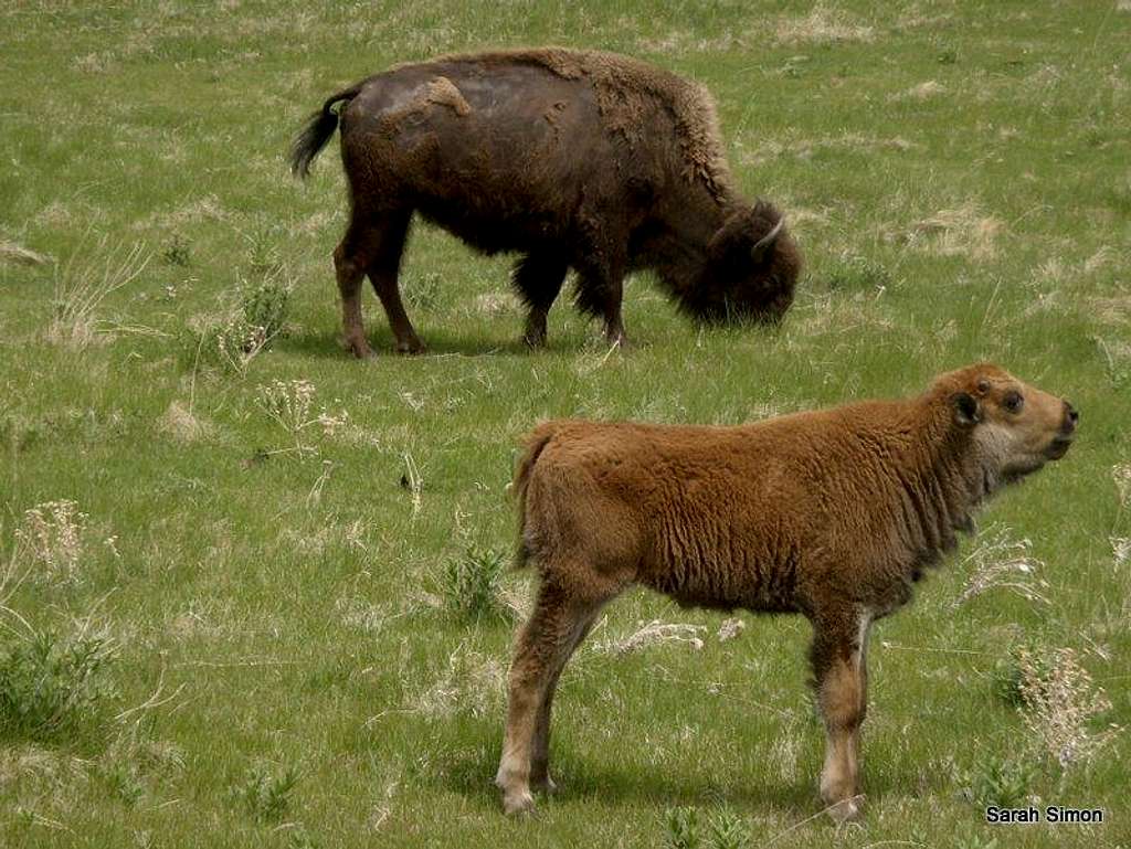 Bison calf squeaking