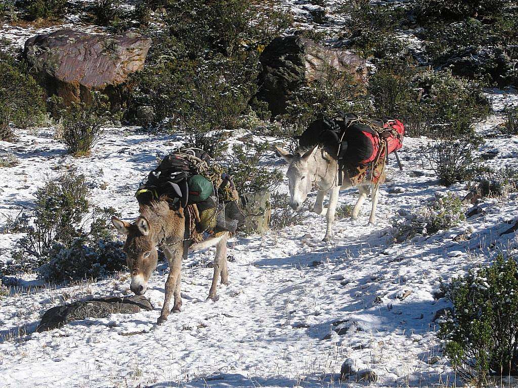 Our mules in Quebrada Rurec