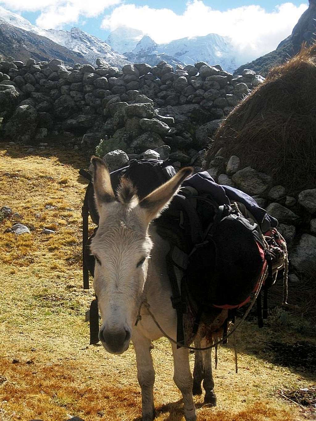 One of our mules in Quebrada Rurec