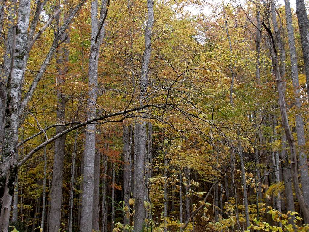 Autumn Colors on Jakes Creek Trail