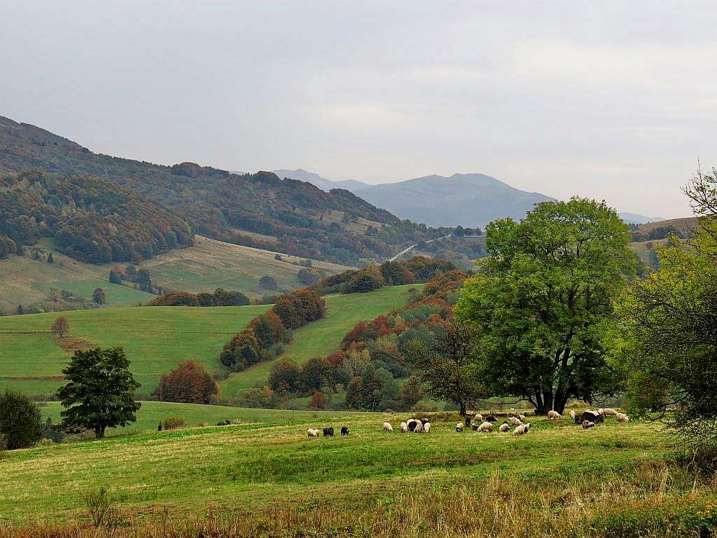 Tarnica