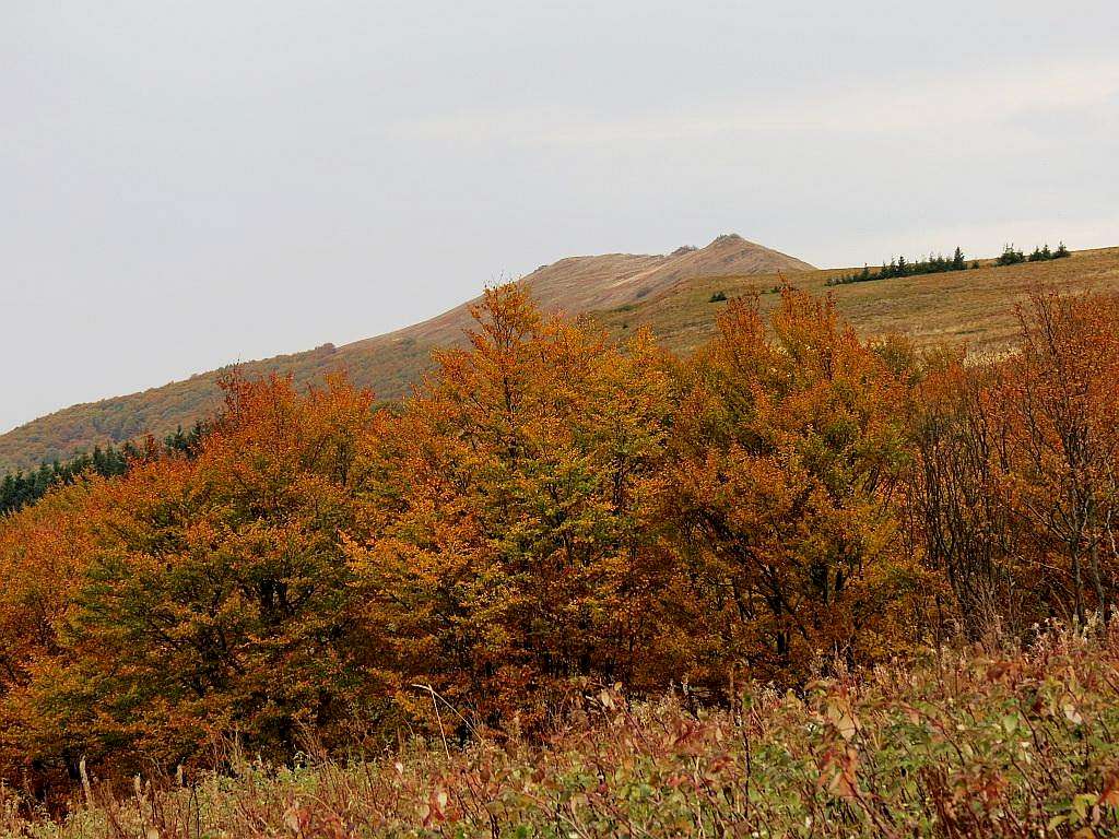 Tree line