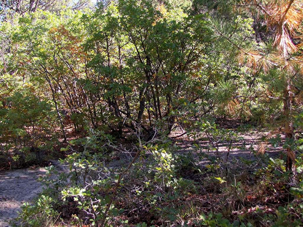 Dense vegetation in Bridge Canyon