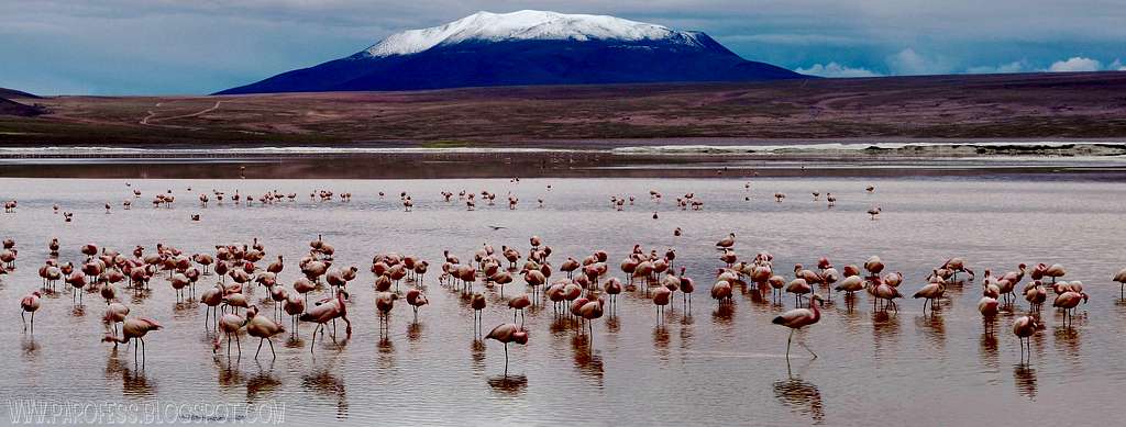 Point 5660m and Flamingoes...panorama