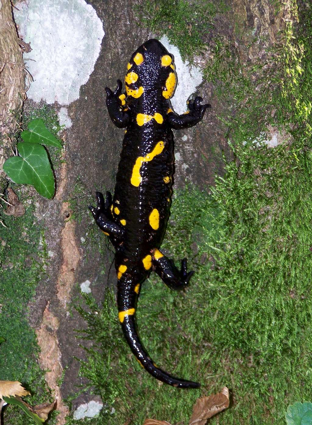 Fire salamander climbing a tree