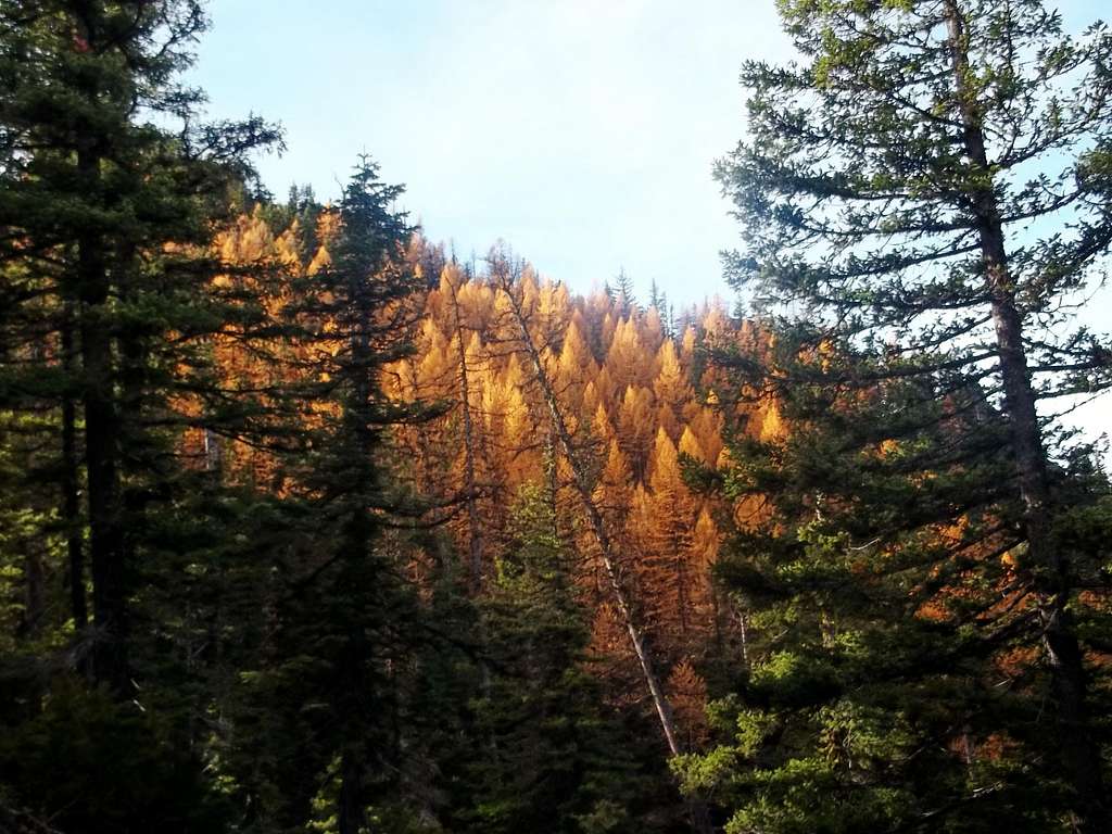 Colorful larches