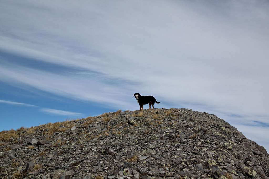 Duchess nearing the summit