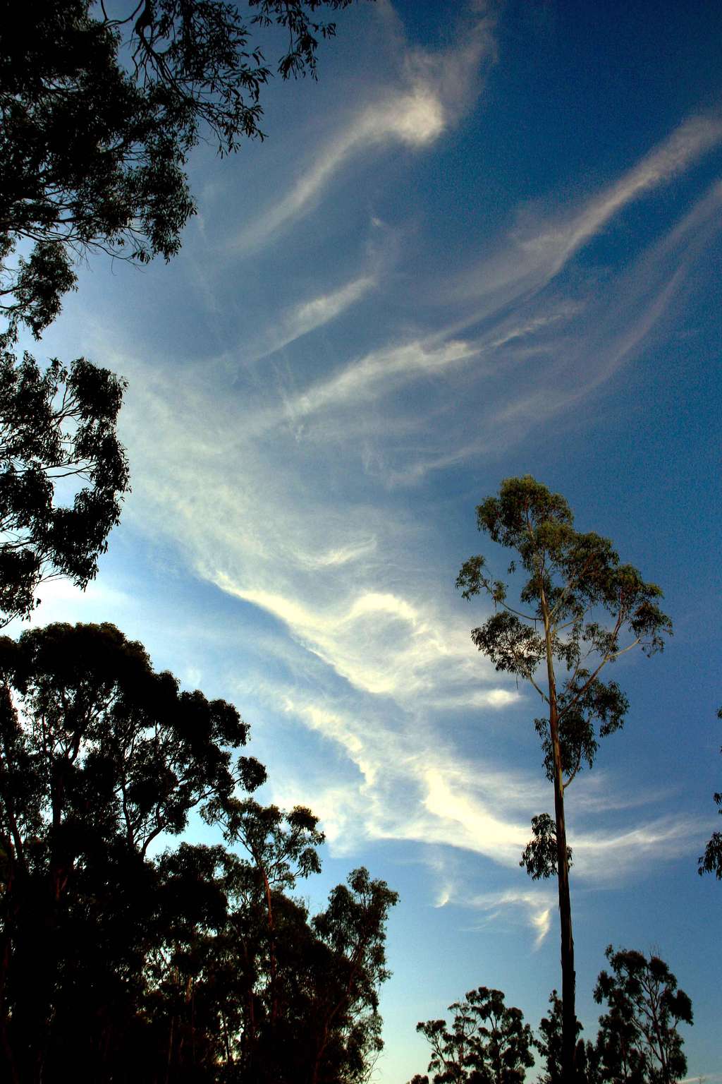 Cirrus clouds above San Rafael Hill