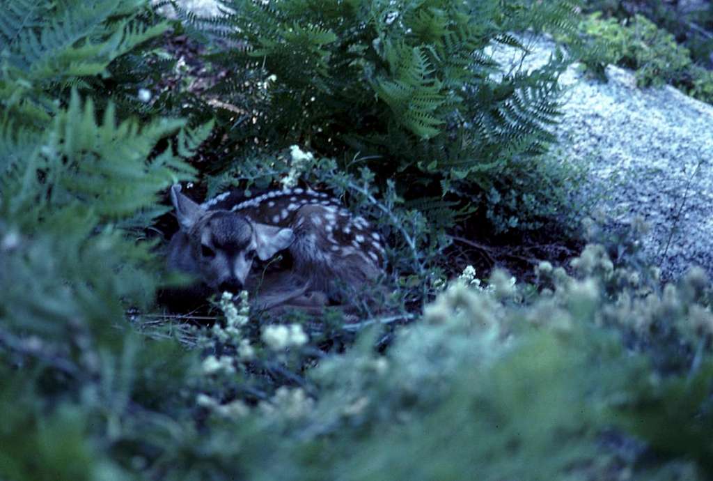 A Fawn in the Ferns