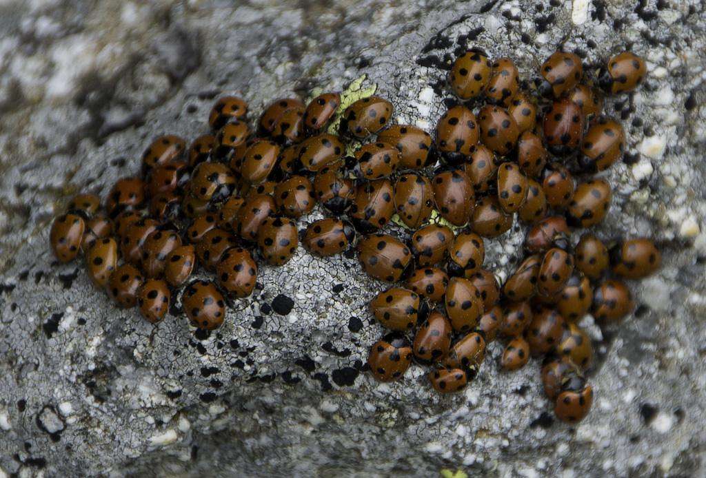 Ladybug congregation
