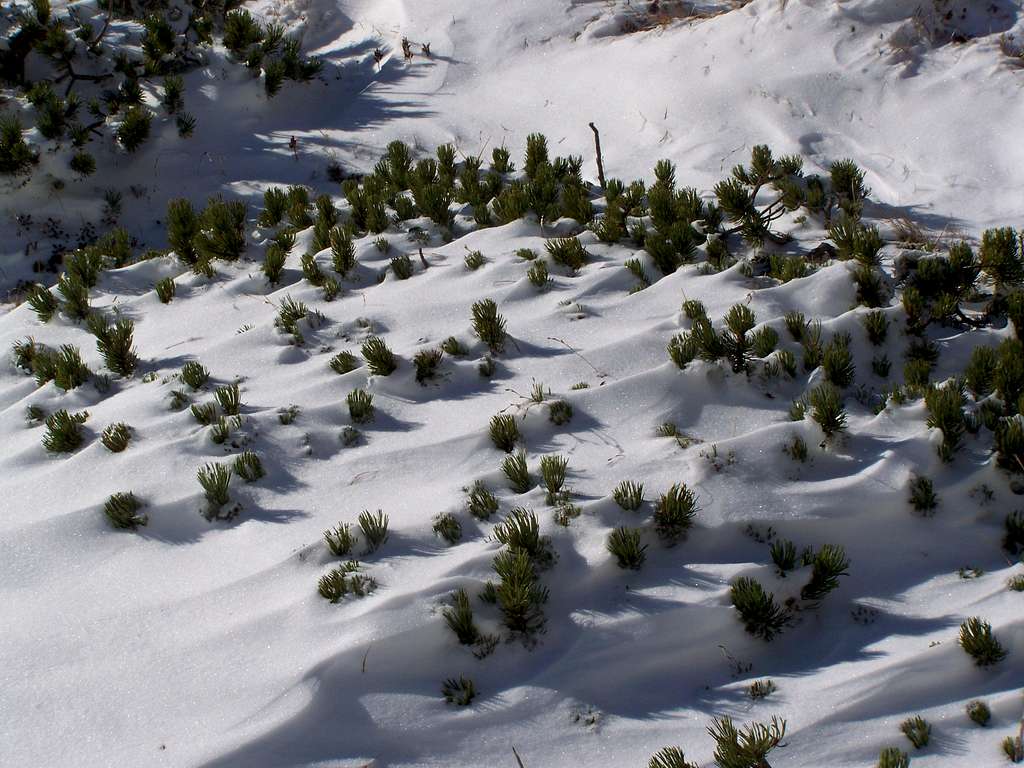 Mugo pines under snow
