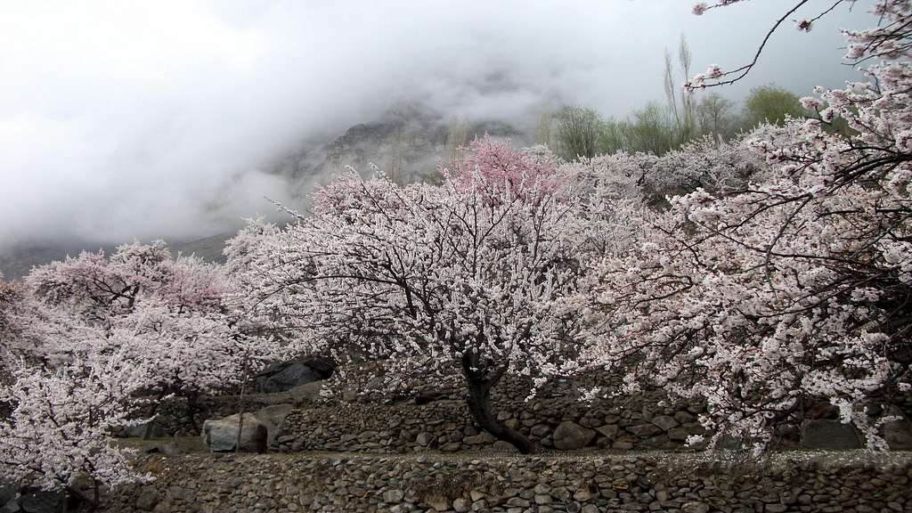 Barah Valley  Blossom season
