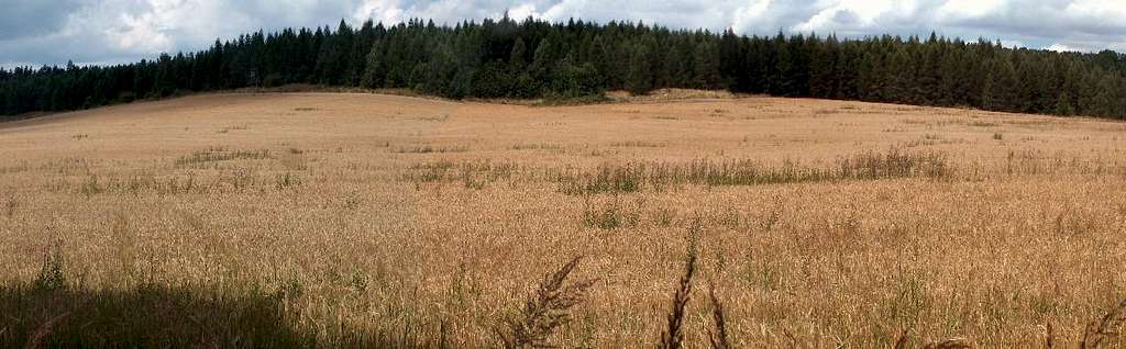 Wheat fields in the Strzelin hills