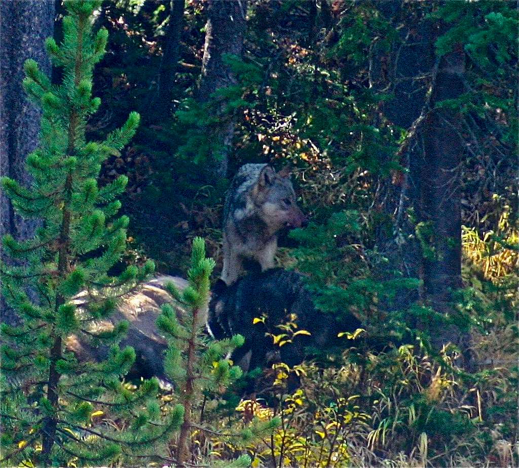 Wolves feeding on an elk-Yellowstone National Park