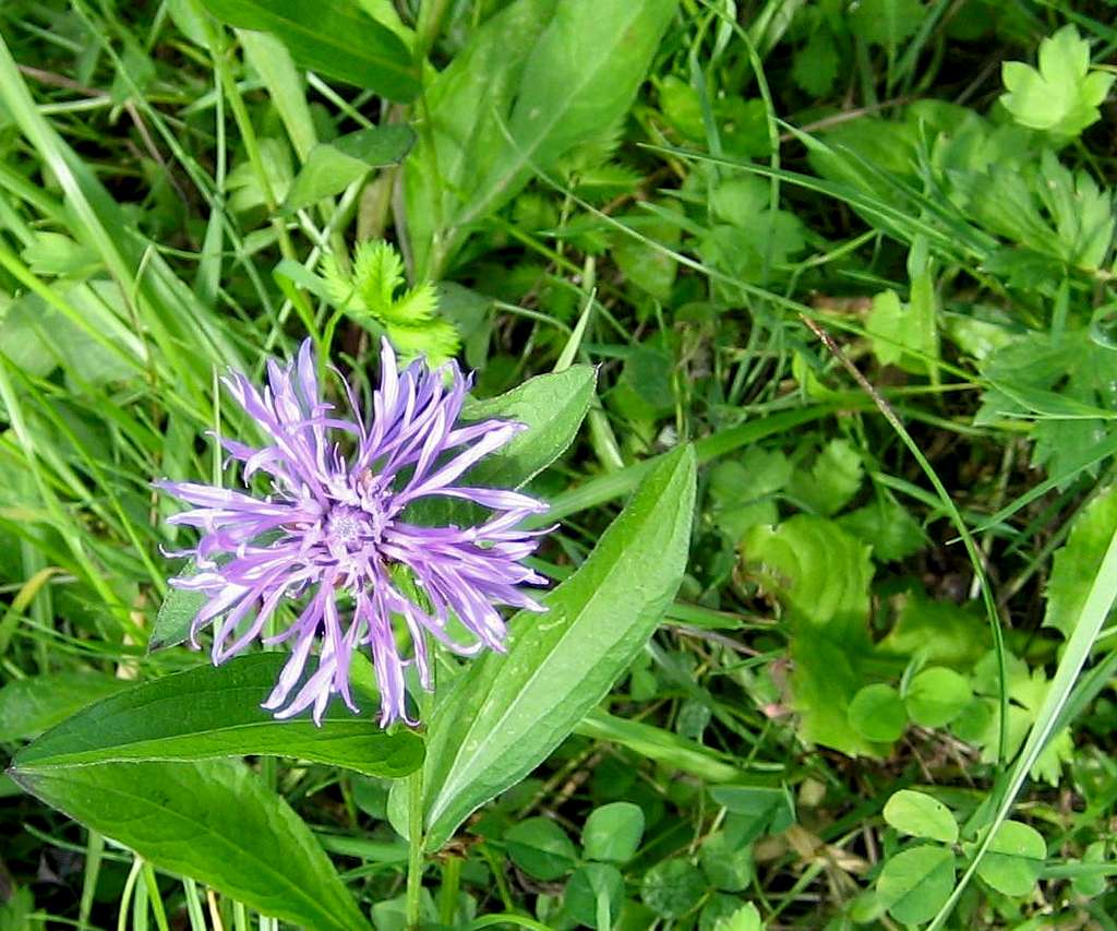 Centaurea - Flockenblume