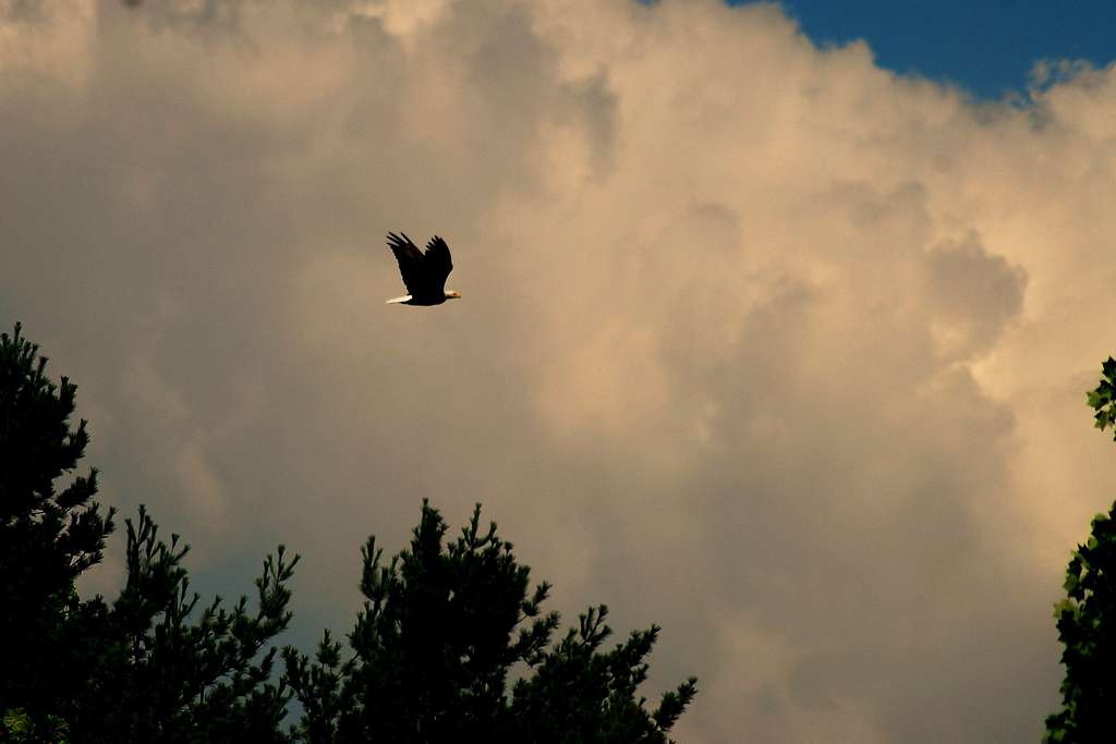 Bald Eagle in Flight.