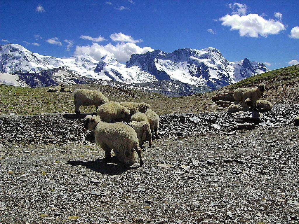 Sheep at 3000 meters