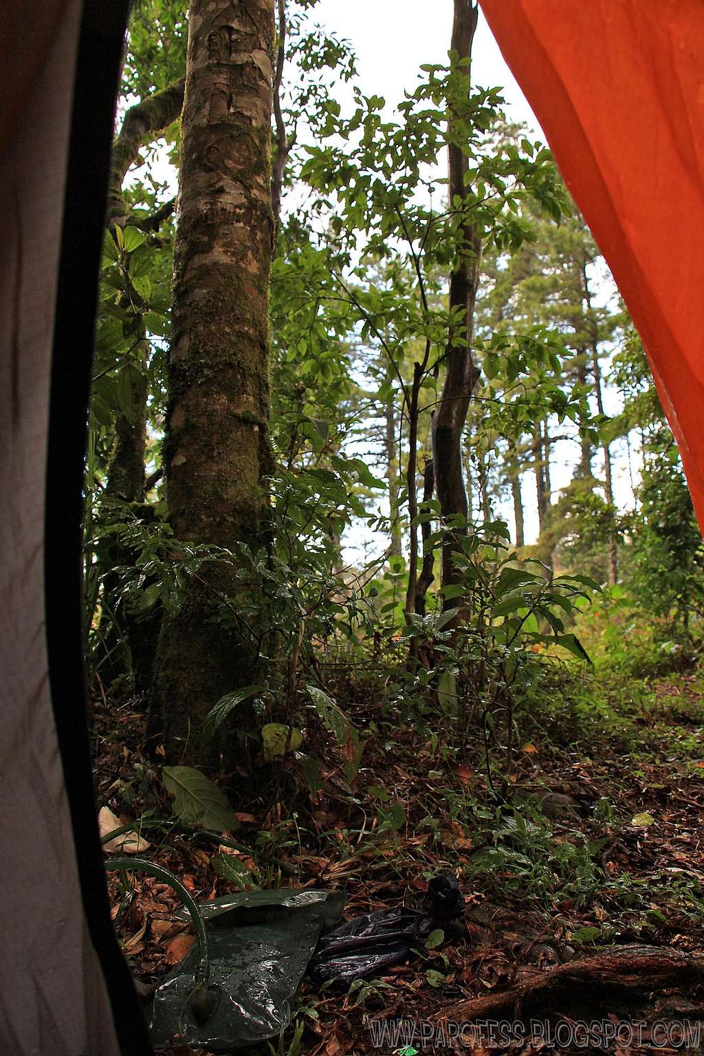 View from inside my tent