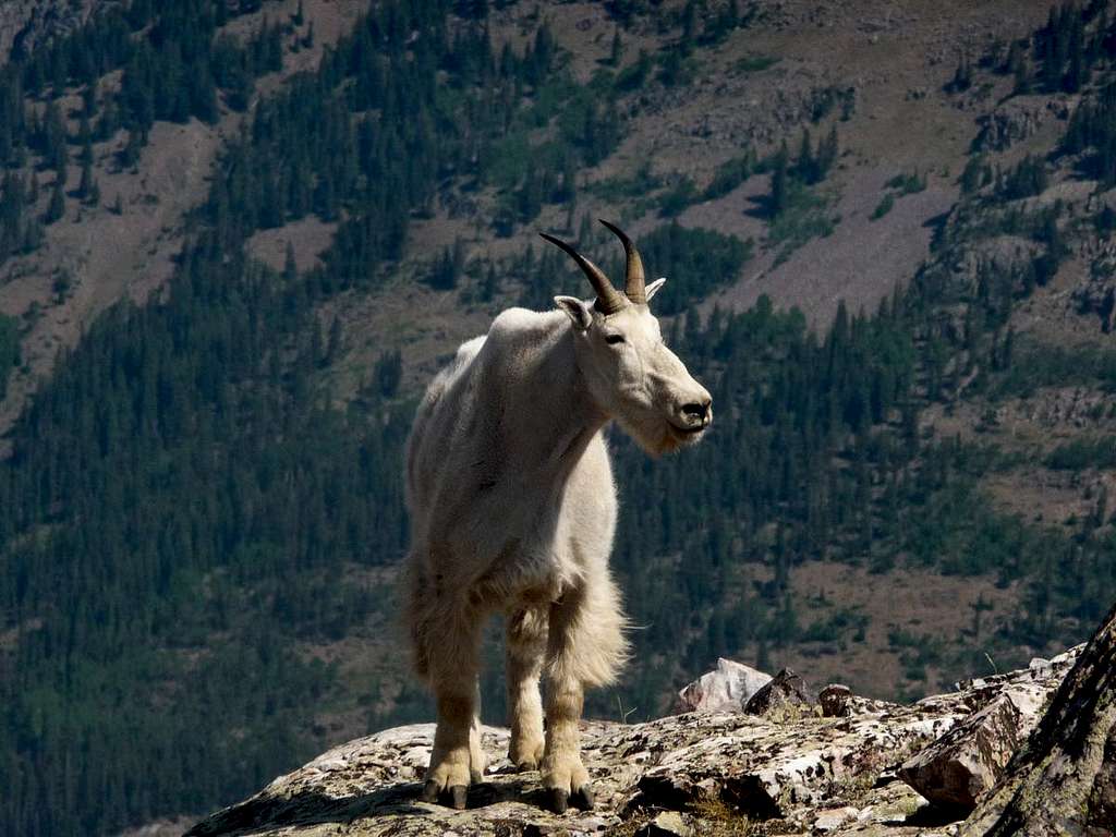 A Friendly Goat Enjoys the Views