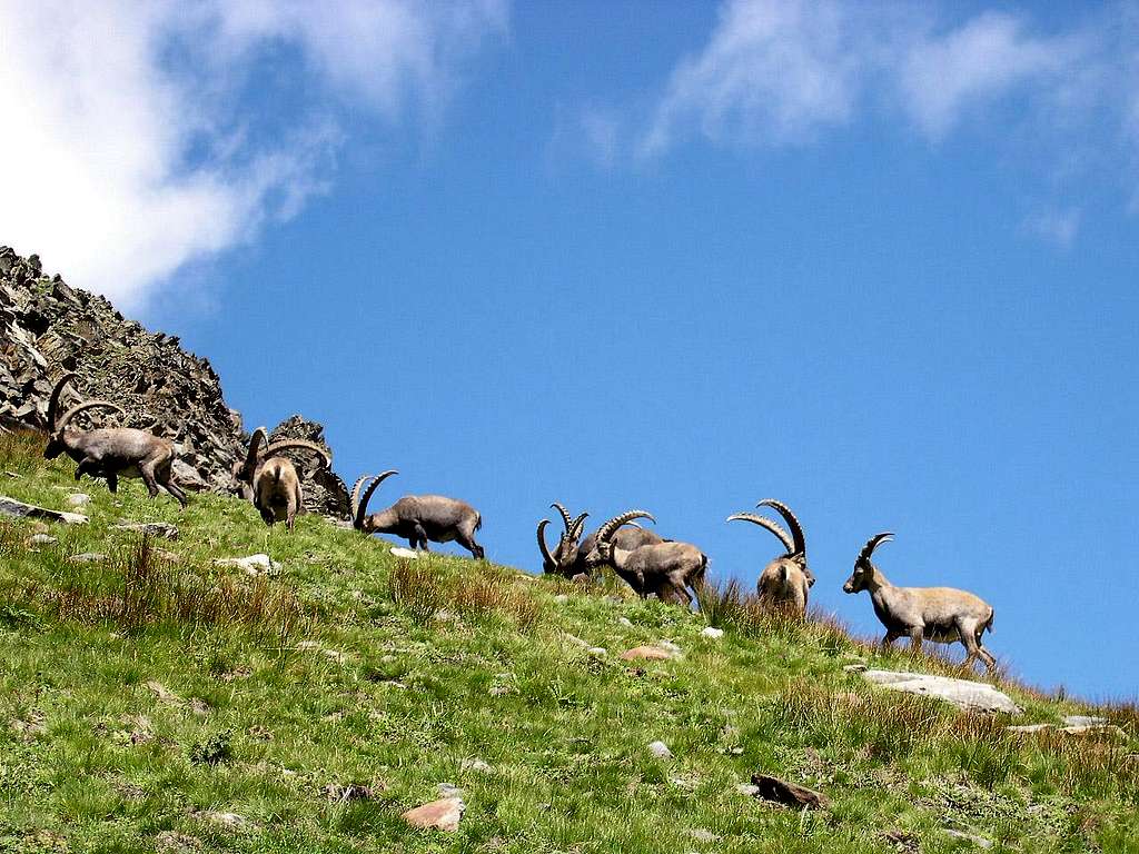 Herd of steinbocks (Capra ibex) <br>grazing at the foot of La Grivola <i>3969m</i>
