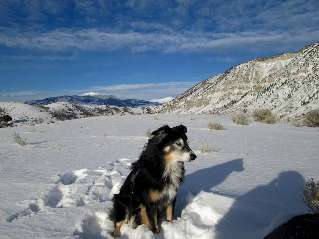 My dog Cinco, with Mount Everts in the background-Yellowstone National Park