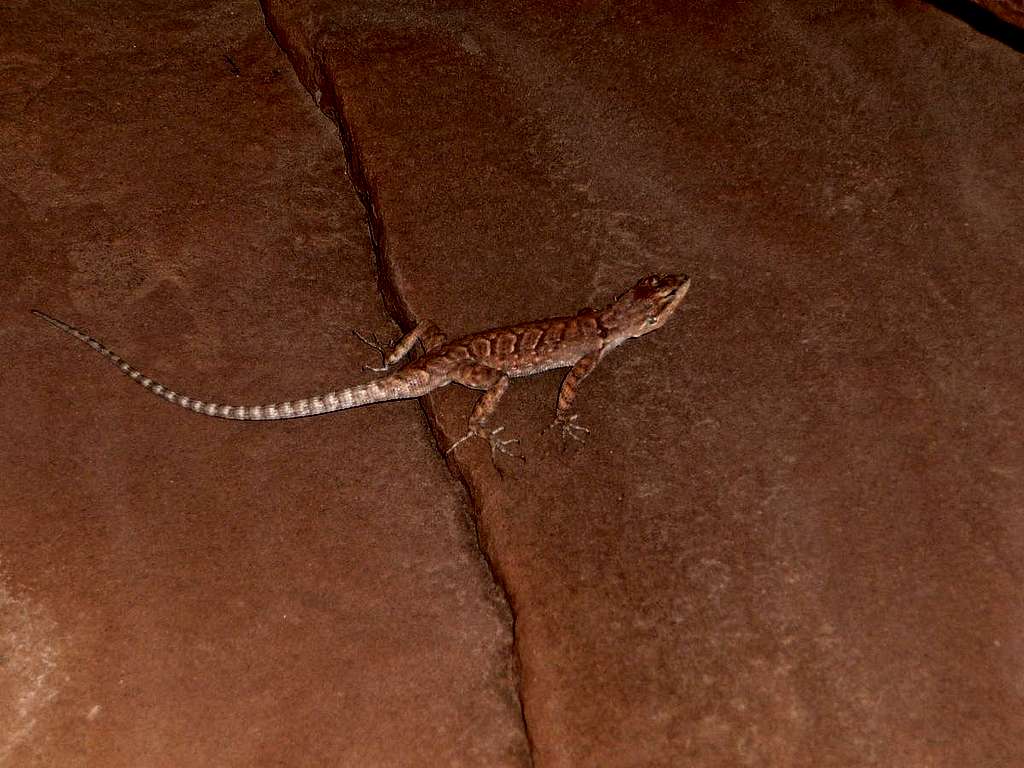 Lizard in the Canyon