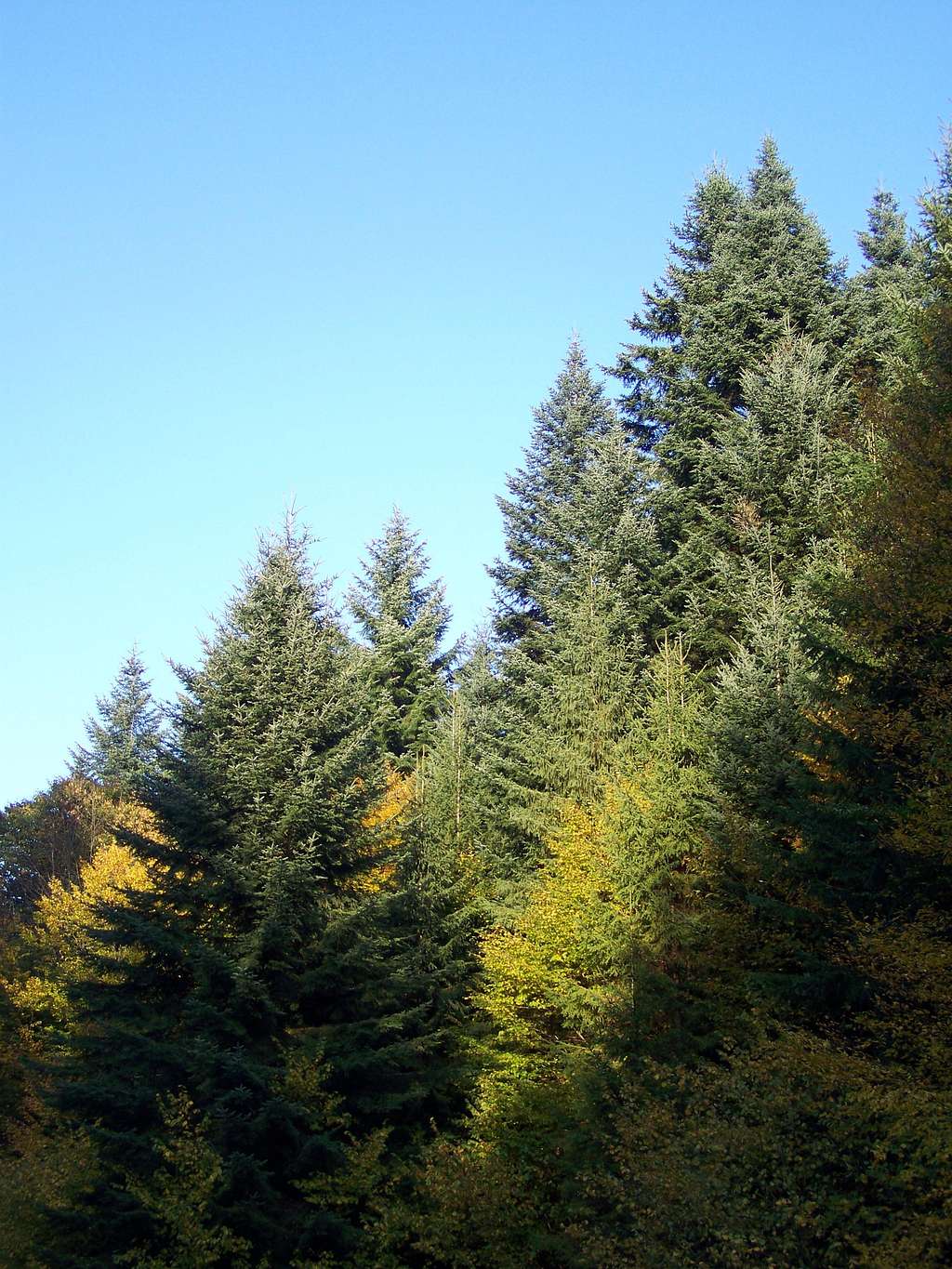 Fir trees at Djedovica Pass