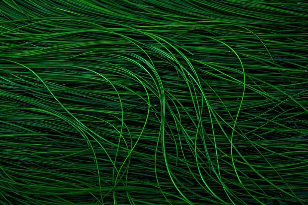 Sea Grass Tangle