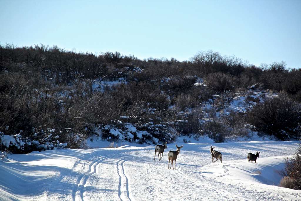 More deer than cross country skiers