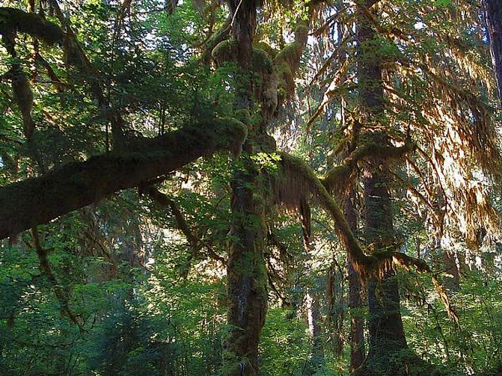 Hoh Rain Forest