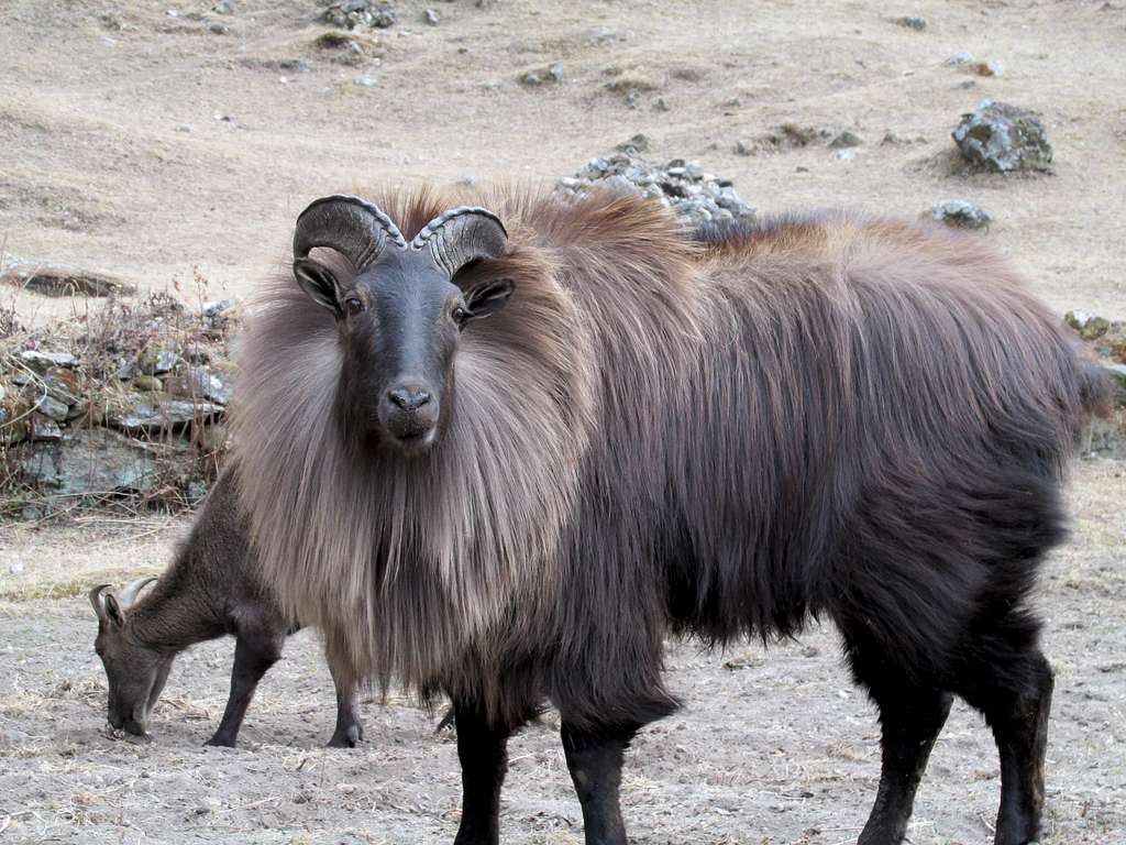 Himalayan tahr - nepal adventure trail