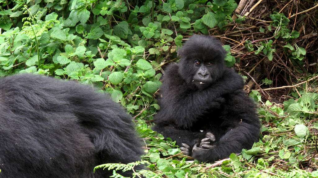 Mountain gorilla - Volcanoes National Park, Rwanda