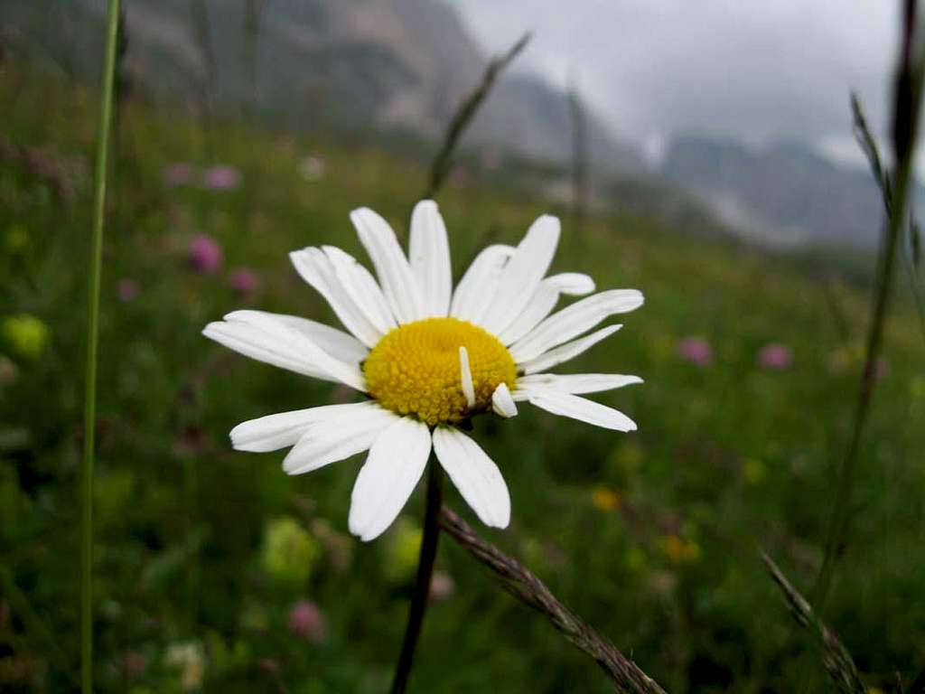 Alpine flora