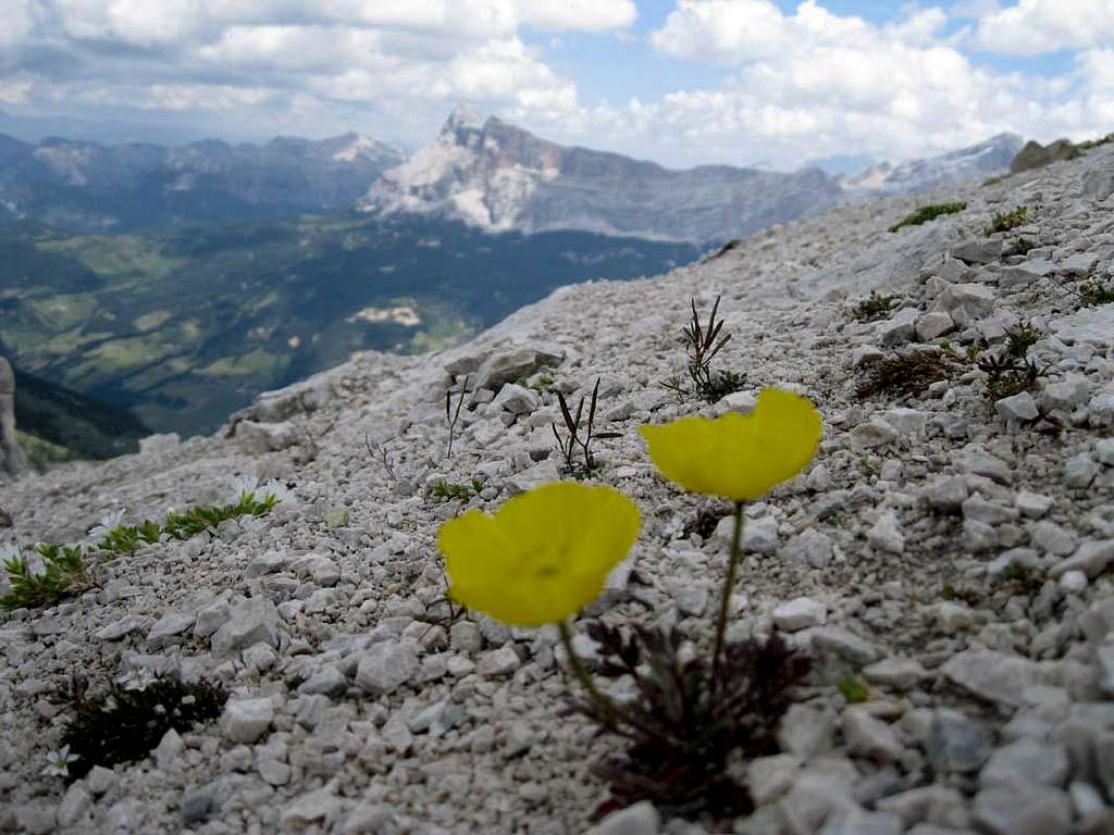 Alpine flora on the summit of Sassongher