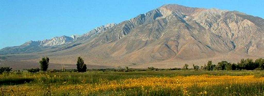 spring in the owens valley