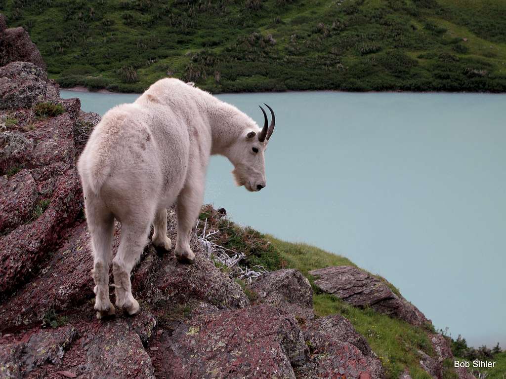 Mountain Goat at Cracker Lake