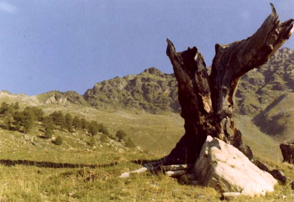 Senevé's Comba Ancient Tête of Arpisson & Old Tree 1971