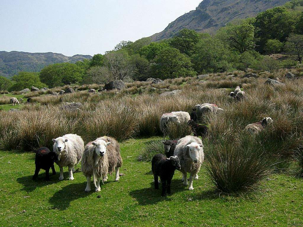There are plenty of sheep in the Lake District