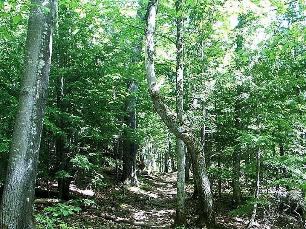 Escarpment Trail