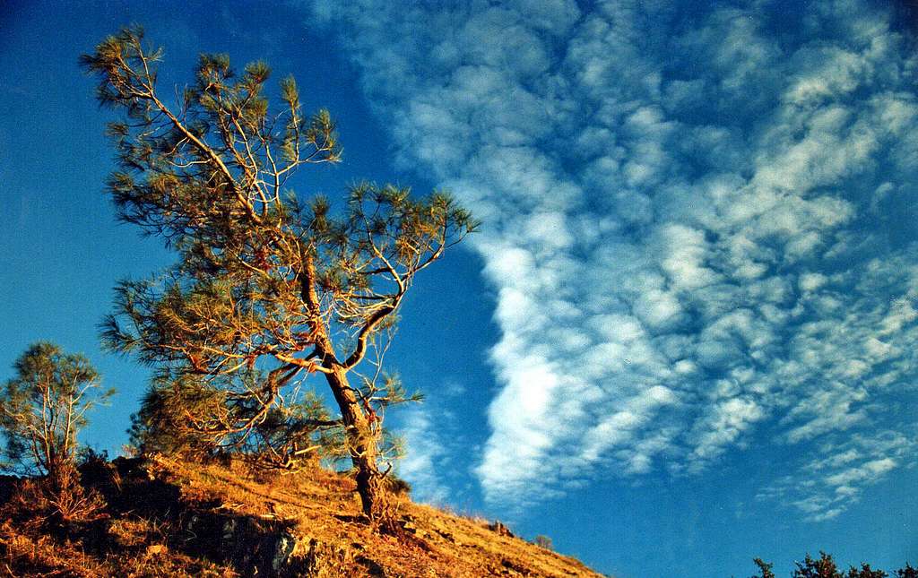 Pine Tree Cloud Dance