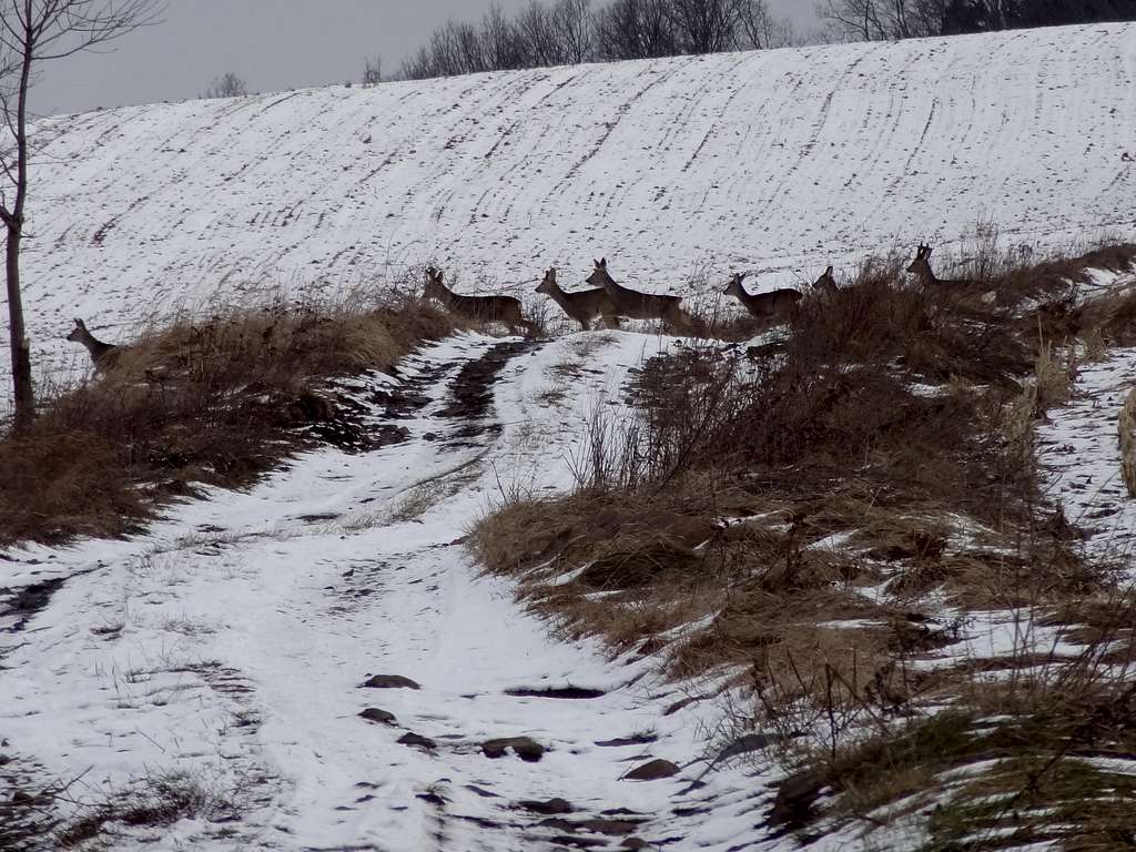 Deers on the slopes of Ostrzyca