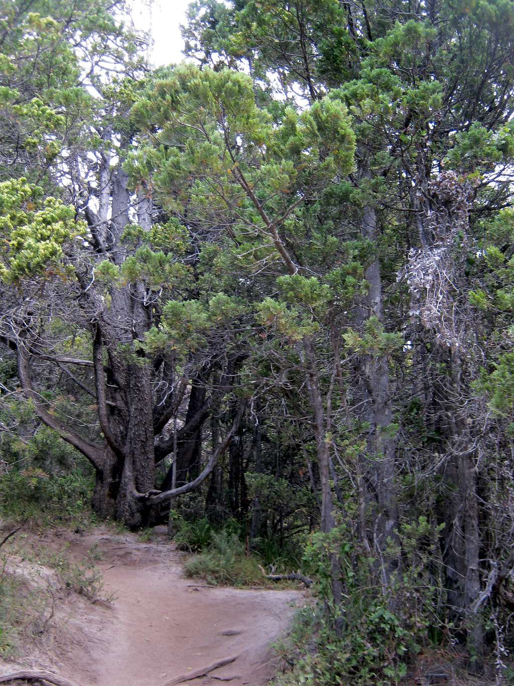 Campanario Trail